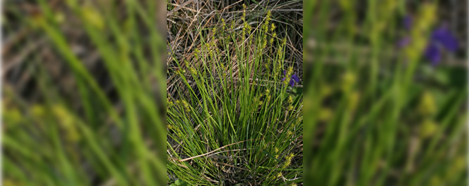 Sterile Sedge